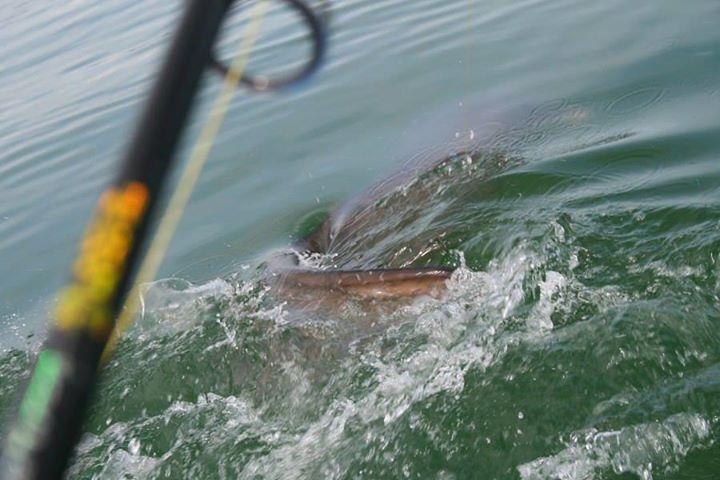 Black Cat - img16660947174438.jpeg